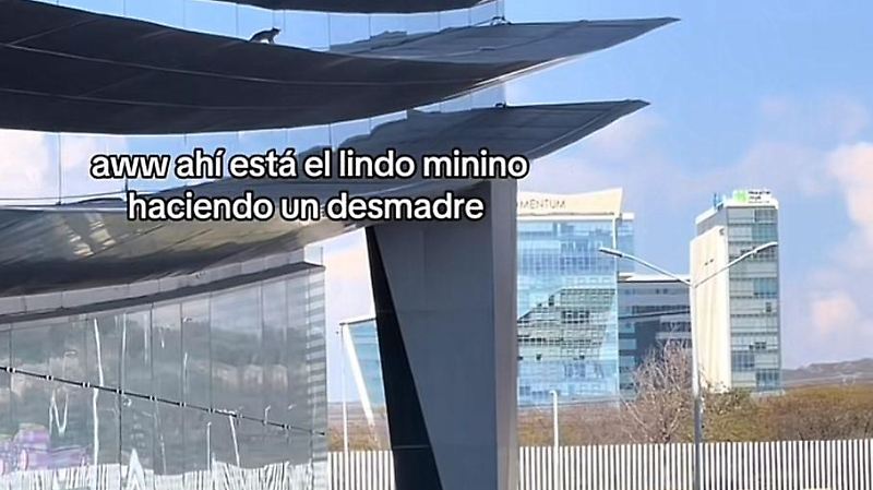 Gatito atrapado en Antea